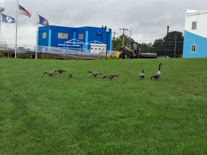Council authorizes September goose hunt at county fairgrounds